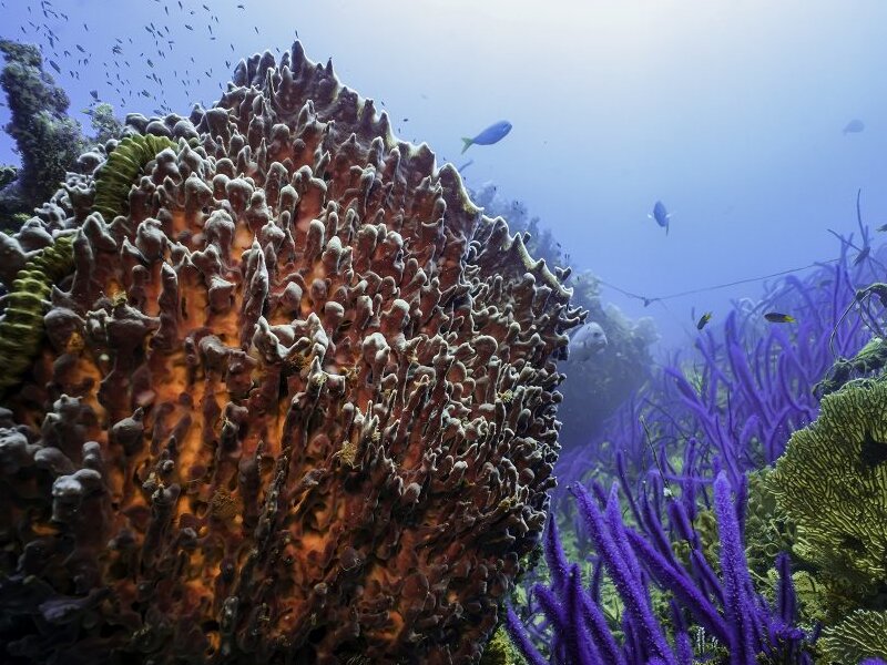 Tropical Cham Island by Private Speedboat