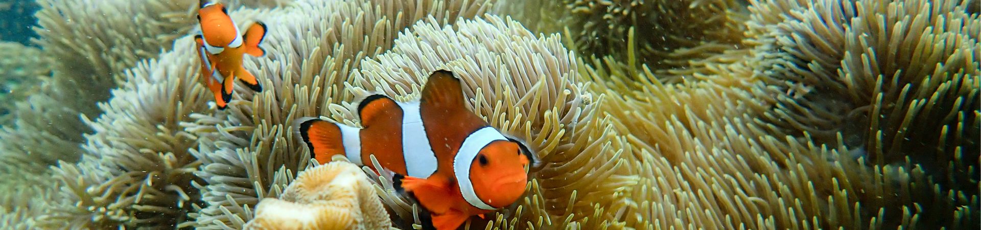 Image of Pandan Pandan Island