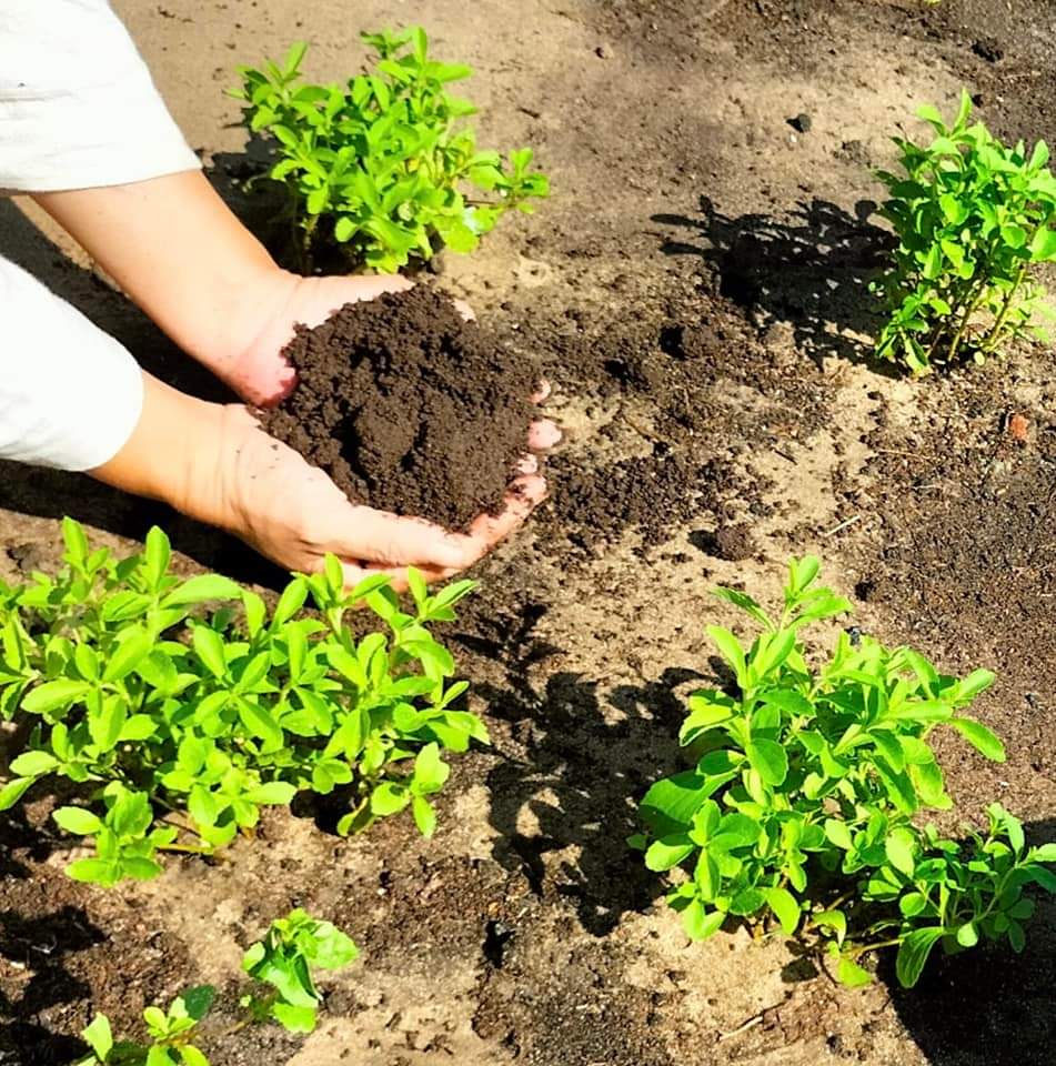 Aromatic Flavors: Discover the Power of Herbs