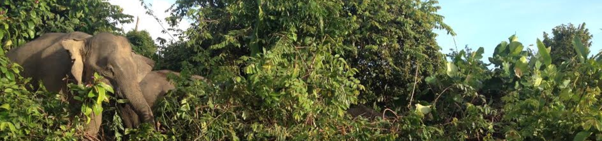 Image of Kinabatangan Wetlands Resort