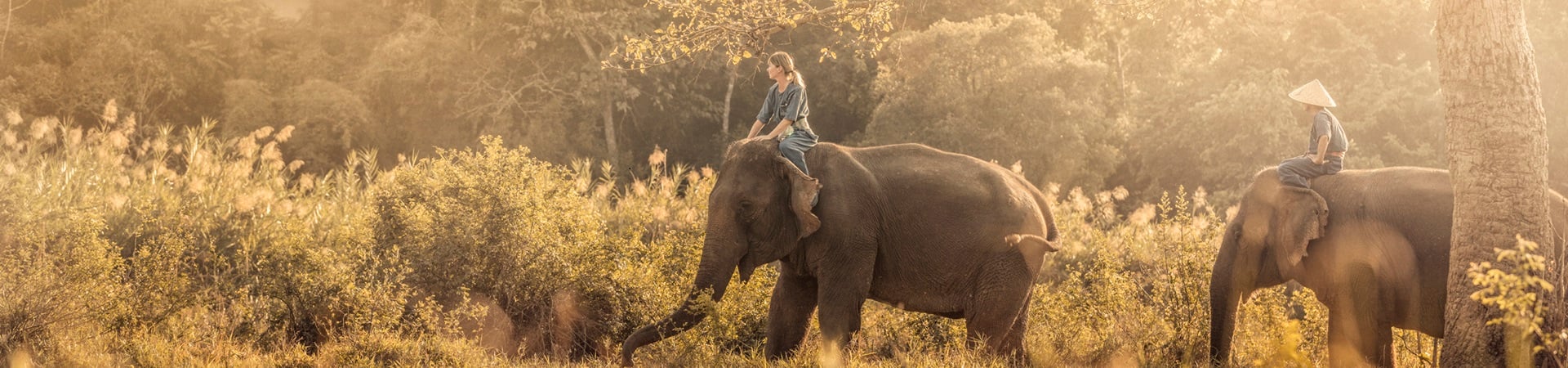 Four Seasons Tented Camp Golden Triangle