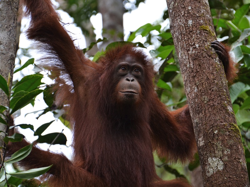 Kalimantan Orangutans With Overnight In A Dayak Longhouse