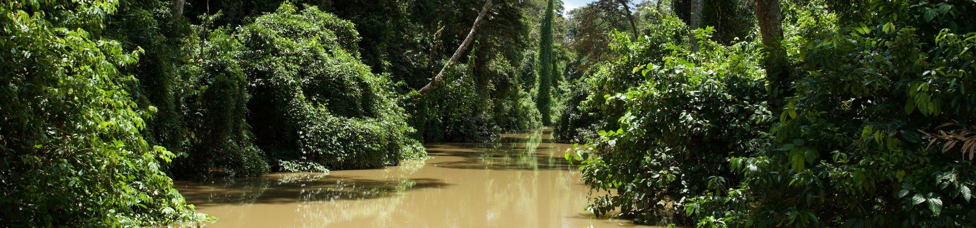 Image of Wild Sabah: From Rainforest to River