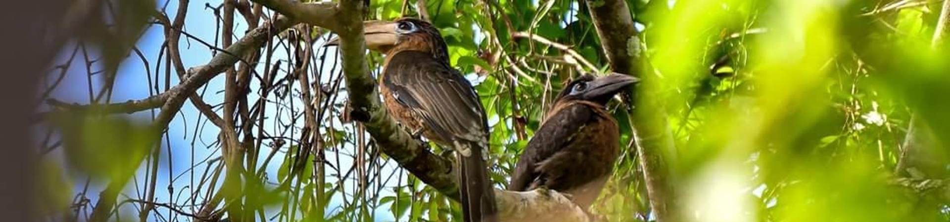 Kaeng Krachan Bird Watching Experience