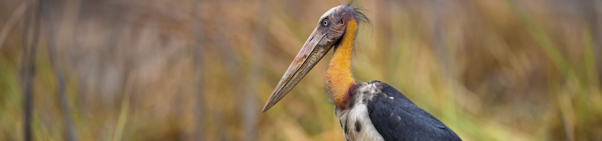 Image of Siem Pang Wildlife Sanctuary
