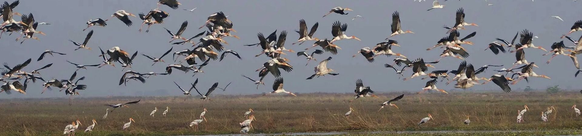 Cambodia Bird Watching & Cultural Diversity