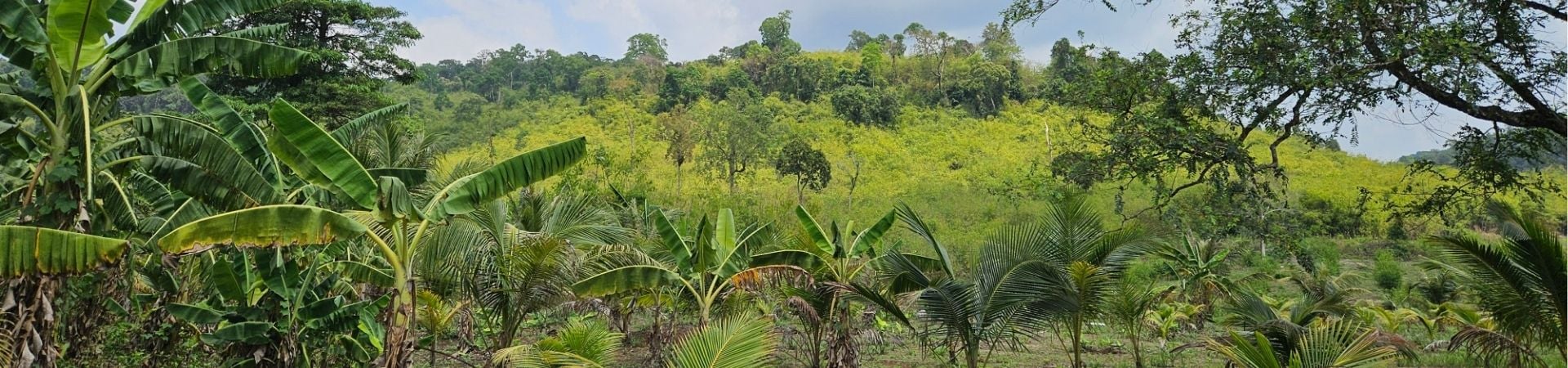 Image of Chi Phat Community