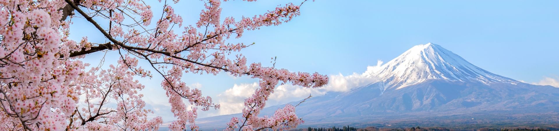 Image of Essence of Japan