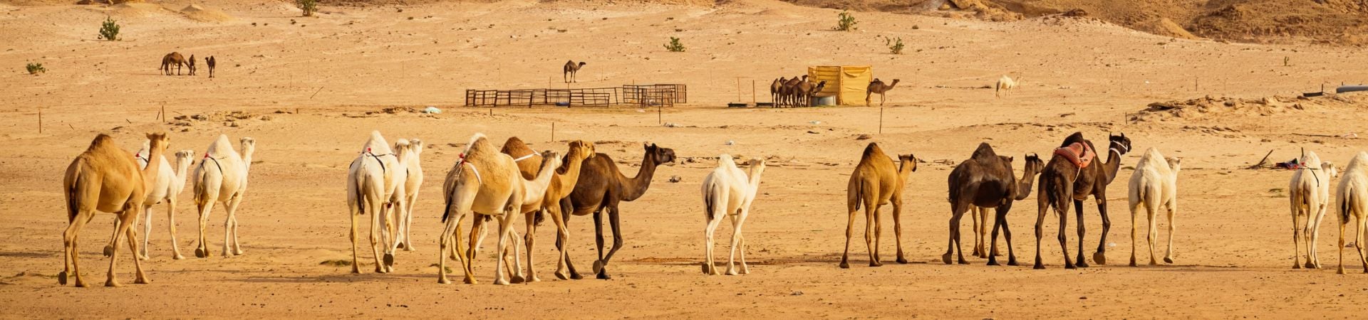 Image of Riyadh & AlUla