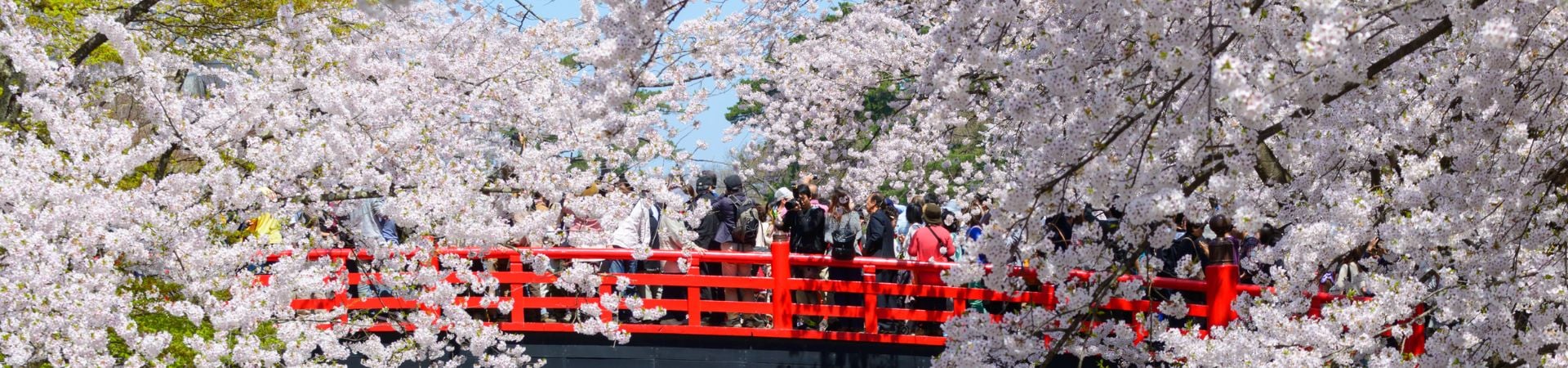 Image of Northern Petals Sakura off the Golden Route