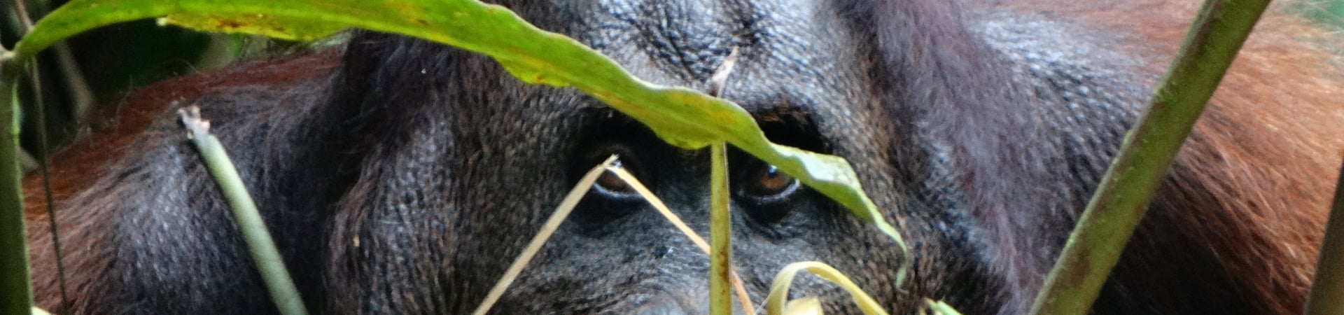 Image of Best of Borneo