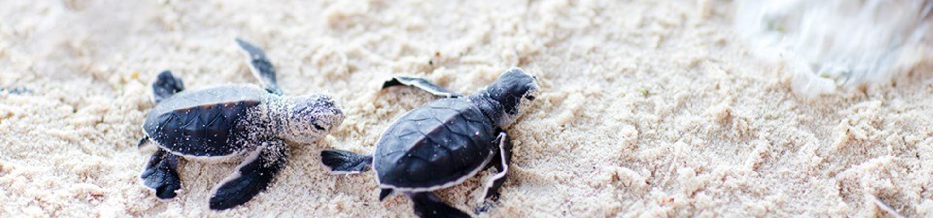 Image of The Sea Turtles of Libaran Island