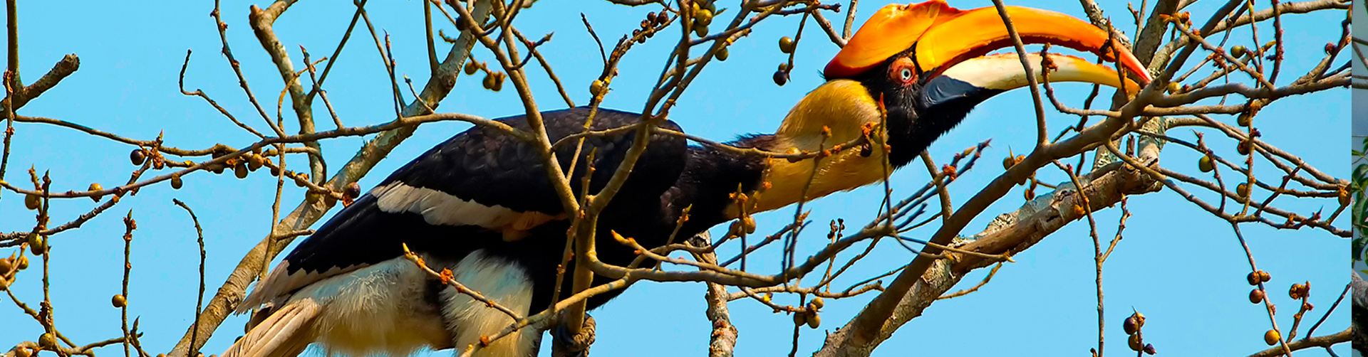 Image of Wildlife River Adventures at Sukau