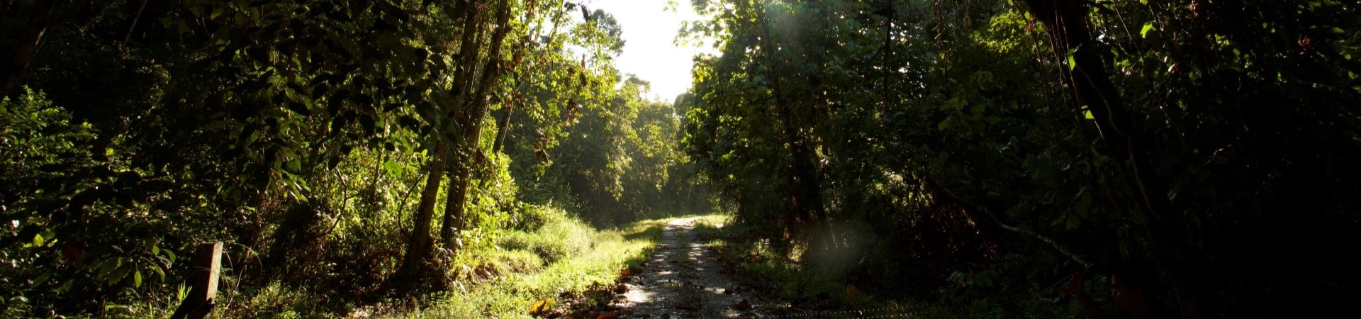 Image of Utan Rainforest Wildlife Safari