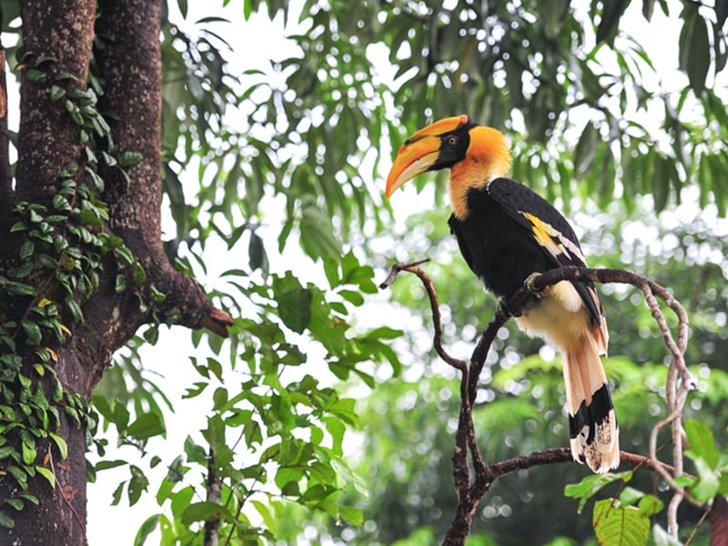 Sabah Ultimate Wildlife