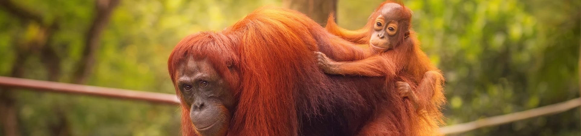 Image of Convening with Nature ( The Classic Midlife-Moon )