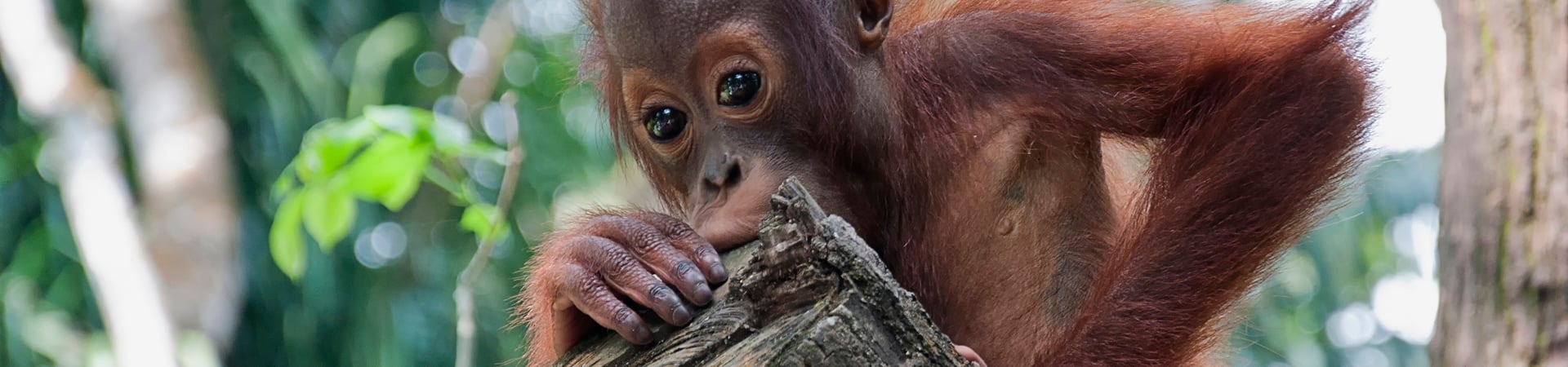 Image of Sabah Ultimate Wildlife