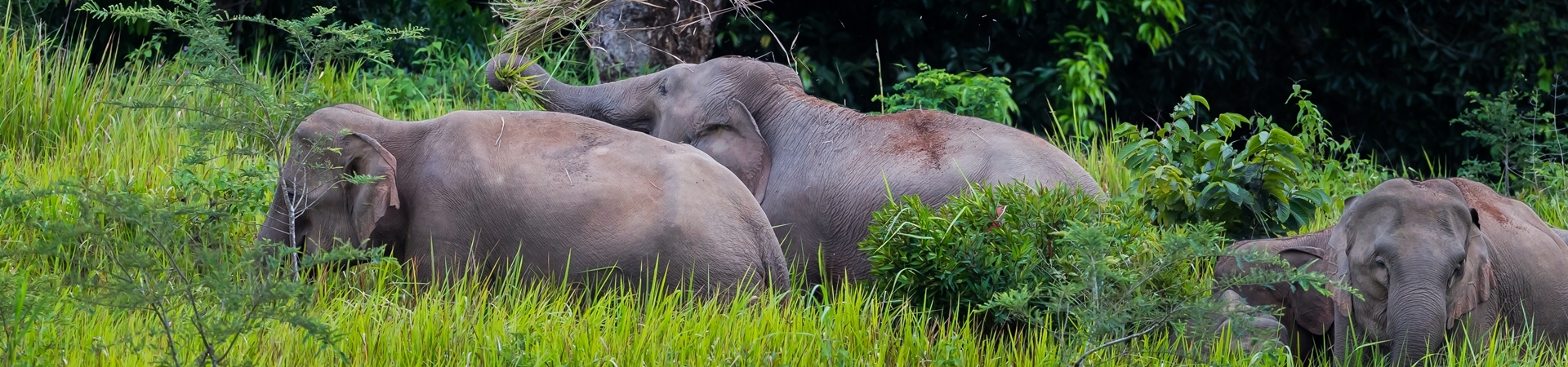 Image of Khao Yai Escape