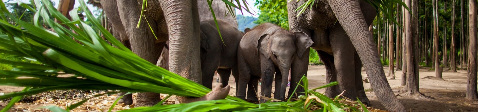 Image of Luxurious Thailand