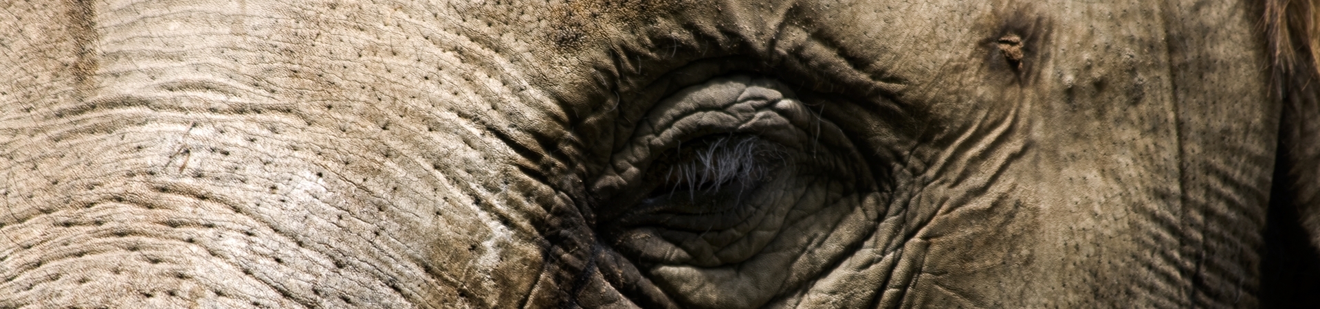 Image of Luxury Tented Camp Adventures