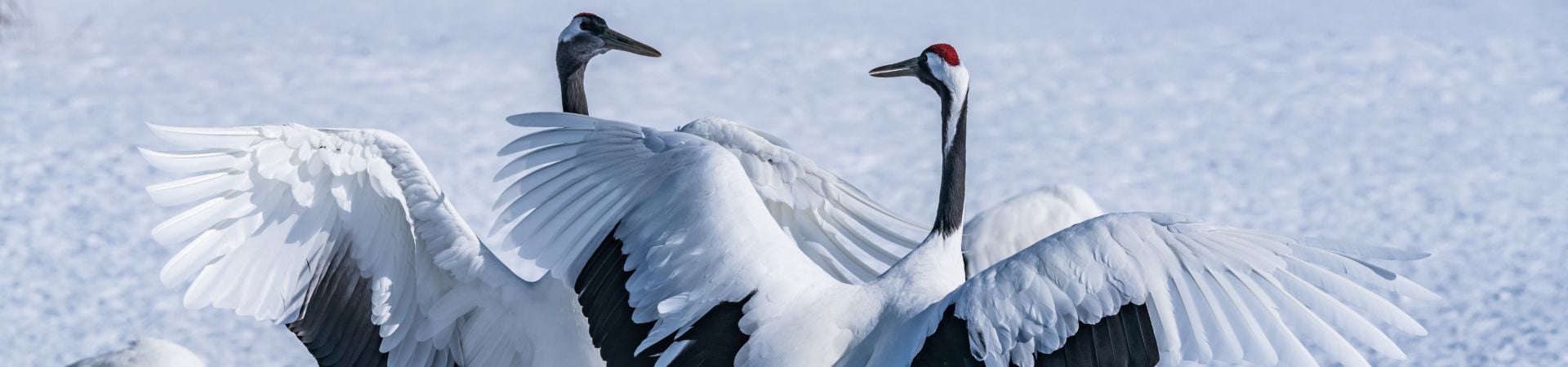 Limited Season Hokkaido Winter Wildlife Tour