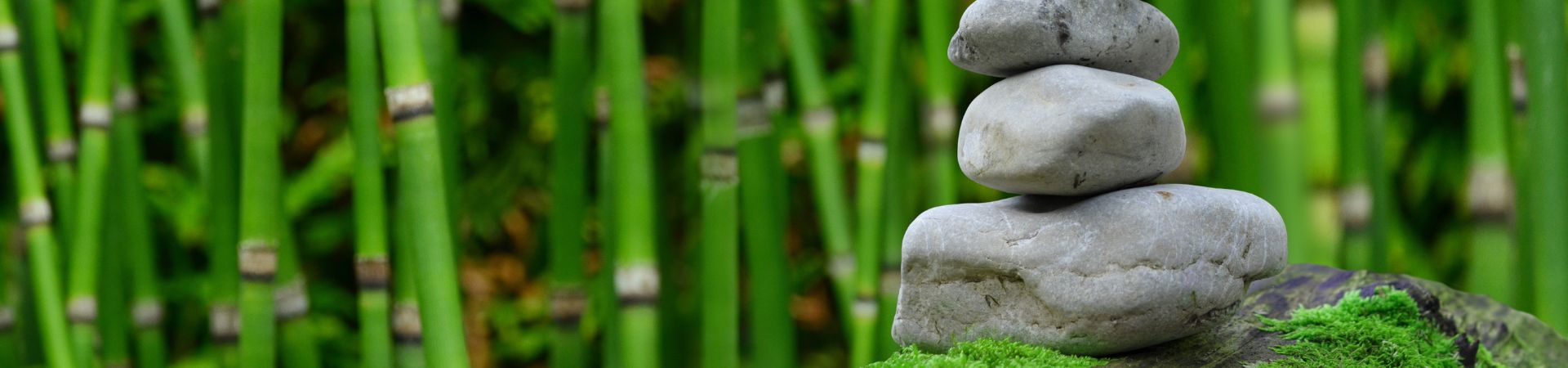 Wellness Journey in Japan