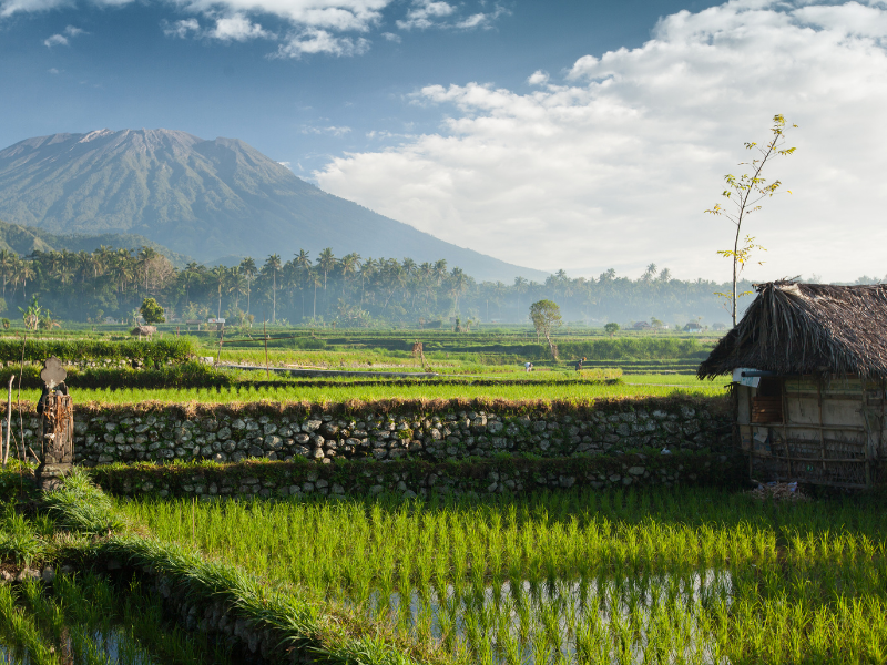 Bali Active and Wellness Program