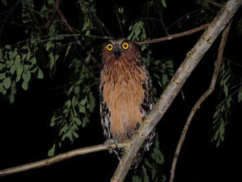 Wild Sabah: From Rainforest to River