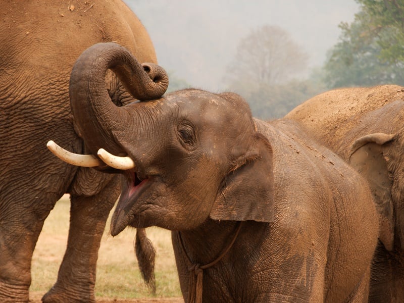 Thailand Honeymoon Experience with Phuket