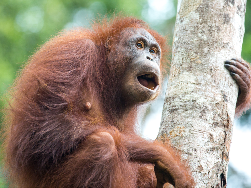 Kampung Nyegol with Semenggoh - Ngapuh Lodge