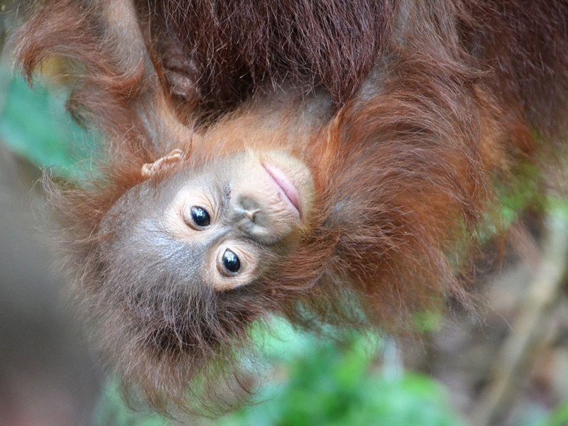 Kalimantan Orangutans With Overnight In A Dayak Longhouse