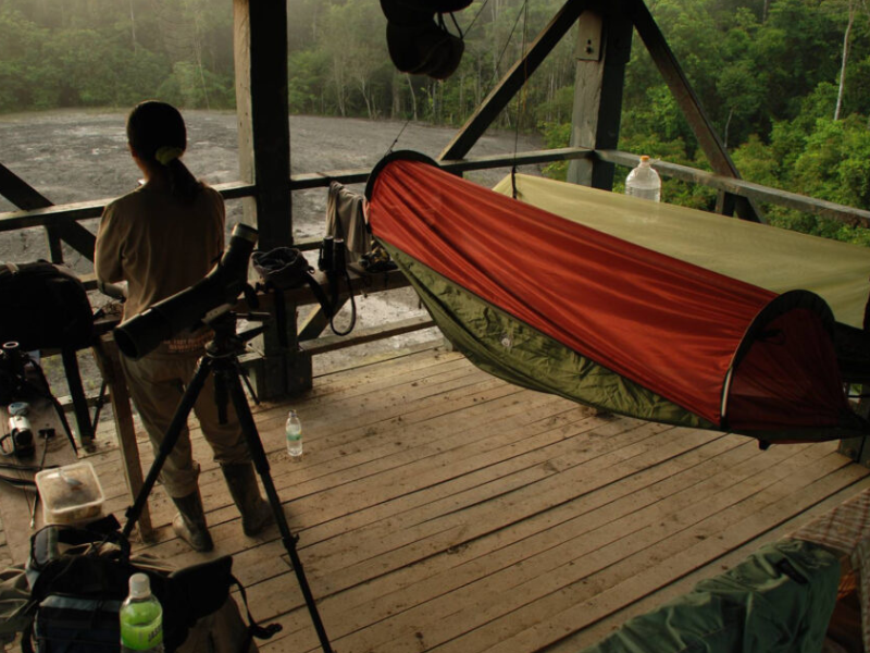 Tabin Wildlife Safari