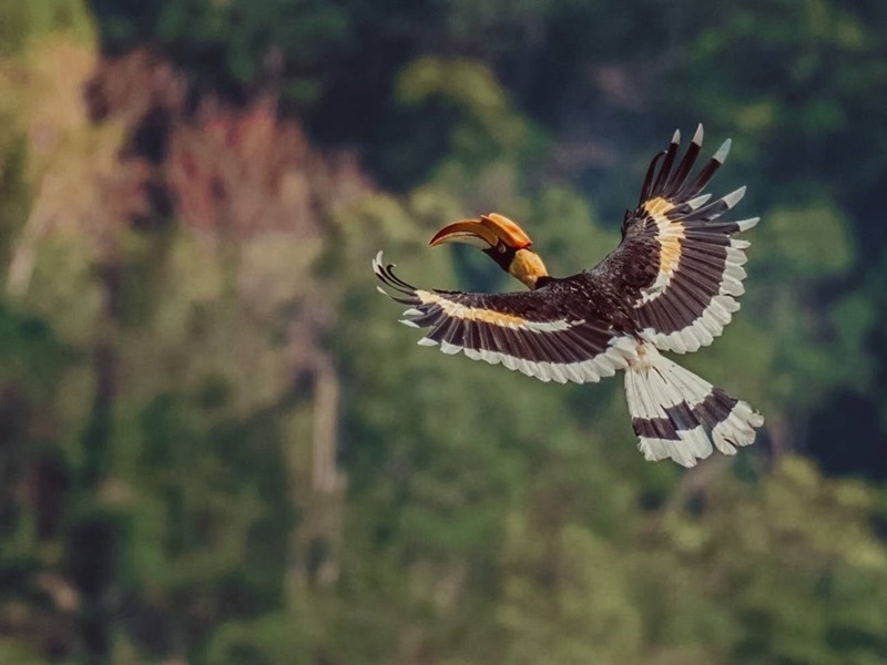 Kaeng Krachan Bird Watching Experience