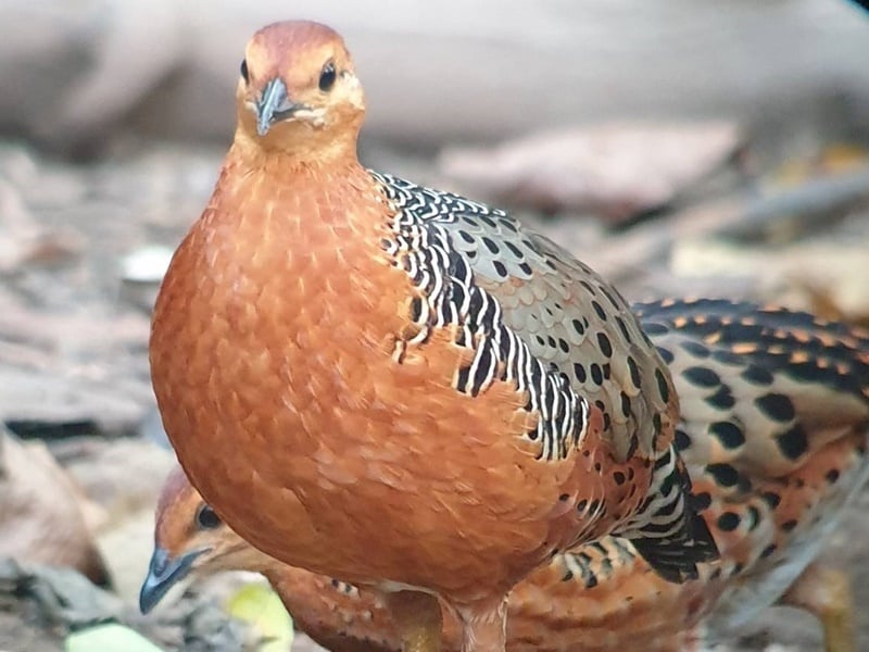 Kaeng Krachan Bird Watching Experience
