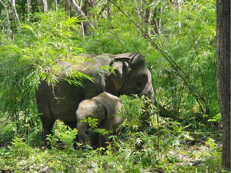 Eastern Cambodia Explorer