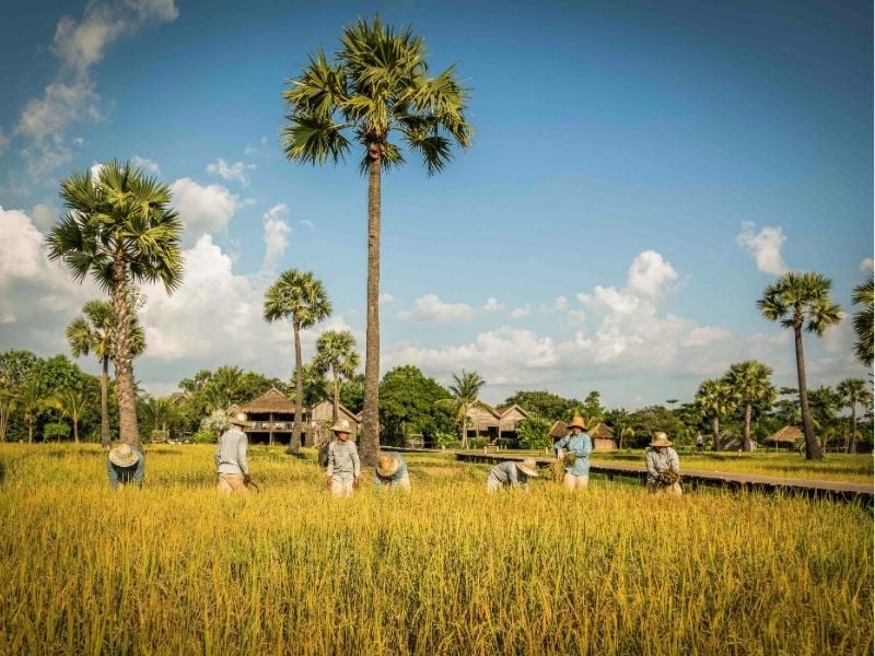 Cultural Wellness Escape in Siem Reap
