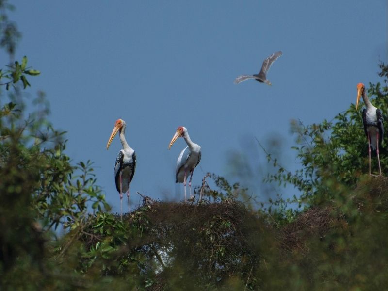 Cambodia Bird Watching & Cultural Diversity