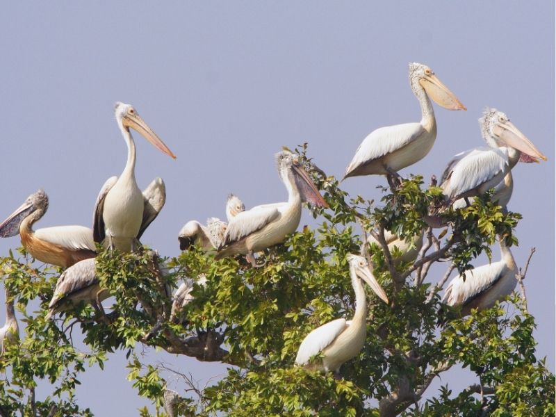 Cambodia Bird Watching & Cultural Diversity