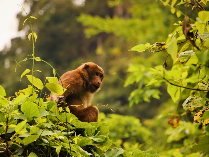Echoes of the Wild - Conservation in North Vietnam and Laos