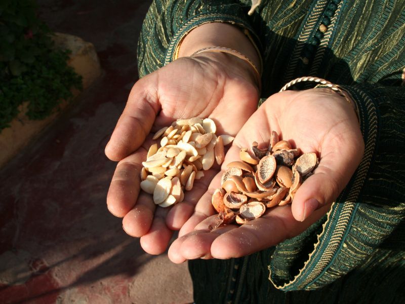 Essaouira Coastal Escape