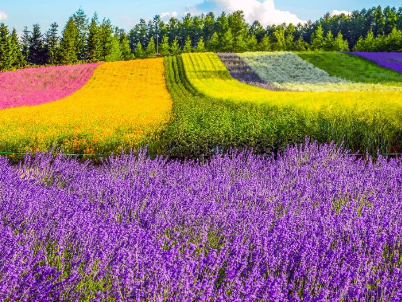 Furano and Mt.Asahidake Discovery