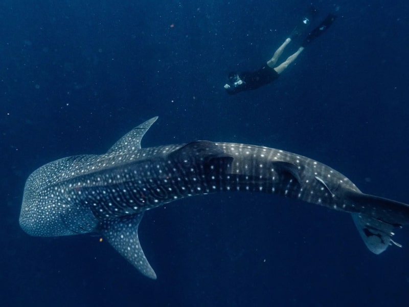 Moyo Island Luxury Escape