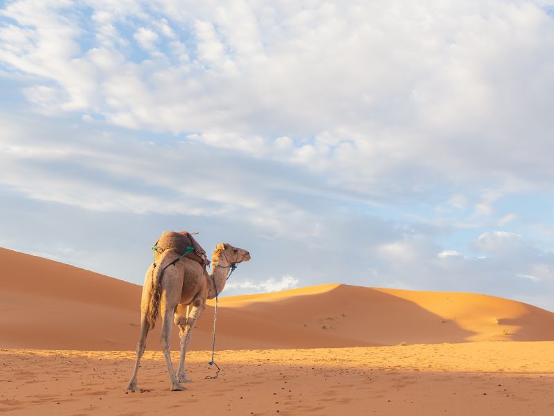 Imperial Cities and Sahara