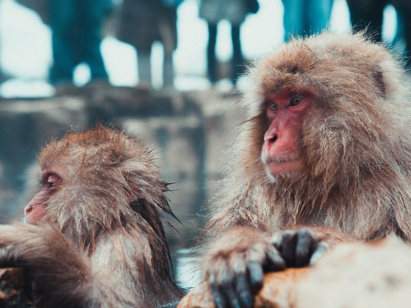 Japanese Carbon Friendly Journey