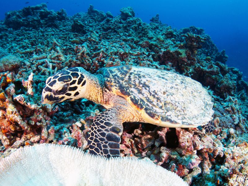 Kerama Islands Relaxation and Exploration