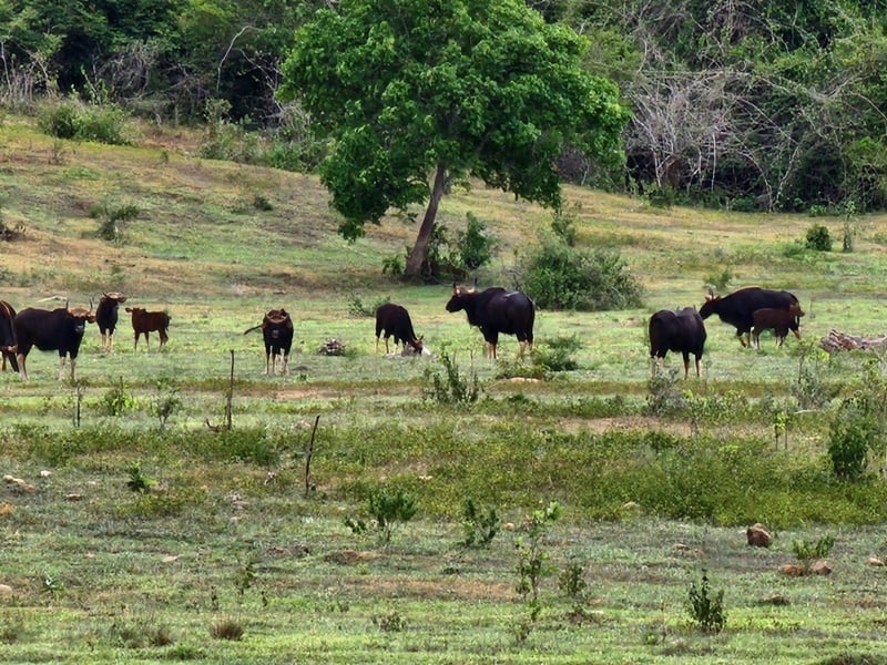 Kui Buri Safari and Cave Trekking
