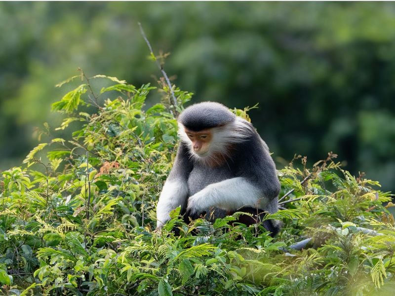 Northern Vietnam Family Adventure Puppets, Primates & Peaks