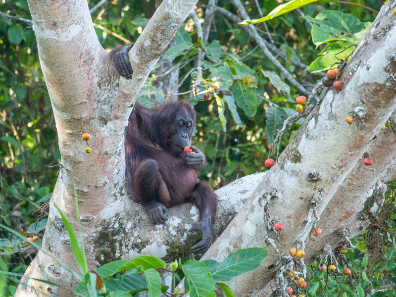 Sabah Wildlife Sanctuaries