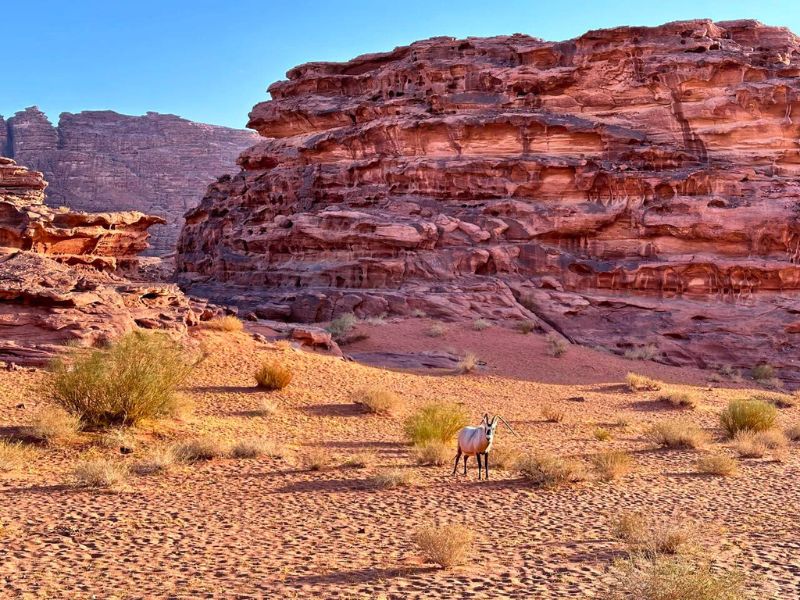 Saudi Desert Challenge
