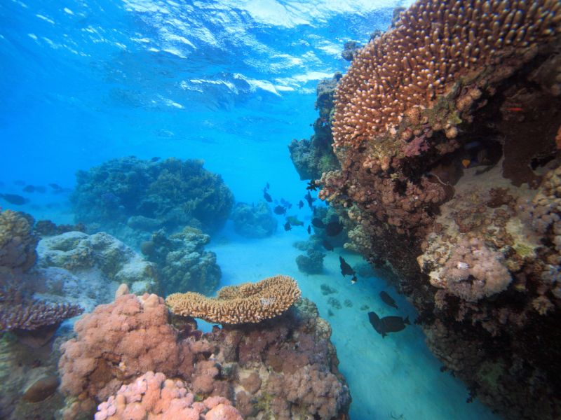 Saudi Honeymoon Harmony